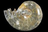 Polished, Agatized Ammonite (Phylloceras?) - Madagascar #149245-1